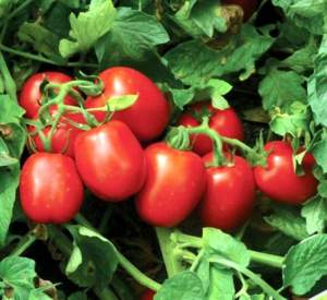 Помидоры 1015 F1 500 семян. (Lark Seeds)