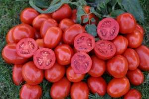 Помидоры 1311 F1 5000 семян. (Lark Seeds) Помидоры 1311 F1 5000 семян. (Lark Seeds)