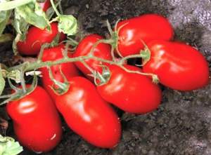 Помидоры Харди F1 5000 семян. (Lark Seeds) Помидоры Харди F1 5000 семян. (Lark Seeds)