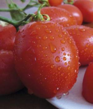 Помидоры Санни F1 5000 семян. (Lark Seeds) Помидоры Санни F1 5000 семян. (Lark Seeds)