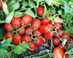 Помидоры 3402 F1 5000 семян. (Lark Seeds)