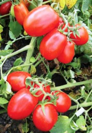Помидоры 8504 F1 5000 семян. (Lark Seeds) Помидоры 8504 F1 5000 семян. (Lark Seeds)