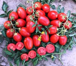 Помидоры 9905 F1 5000 семян. (Lark Seeds) Помидоры 9905 F1 5000 семян. (Lark Seeds)