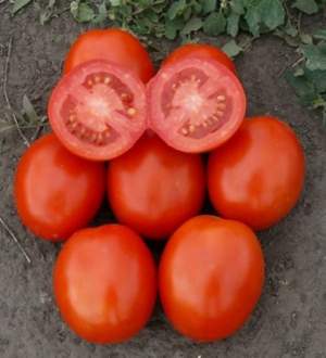 Помидоры 1807 F1 100 000 семян. (Lark Seeds) Помидоры 1807 F1 100 000 семян. (Lark Seeds)