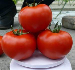 Помидоры Прайд F1 250 семян. (Lark Seeds) Помидоры Прайд F1 250 семян. (Lark Seeds)