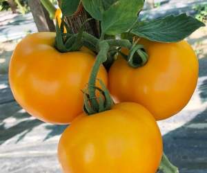 Помидоры Йеллоу Болл F1 250 семян. (Lark Seeds) Помидоры Йеллоу Болл F1 250 семян. (Lark Seeds)