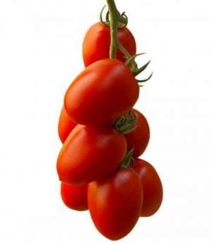 Помидоры Эльза F1 1000 семян. (Lark Seeds) Помидоры Эльза F1 1000 семян. (Lark Seeds)