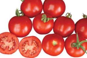 Помидоры Шаста F1 10 000 семян. (Lark Seeds) Помидоры Шаста F1 10 000 семян. (Lark Seeds)