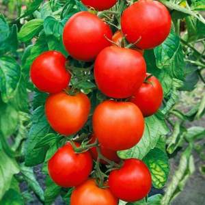 Помидоры 1855 F1 5000 семян. (Lark Seeds) Помидоры 1855 F1 5000 семян. (Lark Seeds)