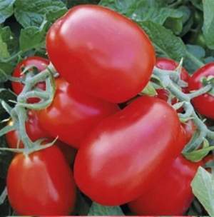 Помидоры 1510 F1 500 семян. (Lark Seeds) Помидоры 1510 F1 500 семян. (Lark Seeds)