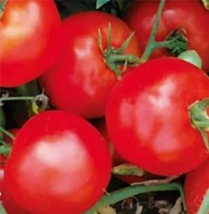 Помидоры 1502 F1 500 семян. (Lark Seeds) Помидоры 1502 F1 500 семян. (Lark Seeds)