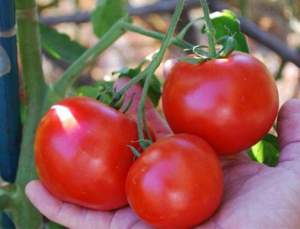 Помидоры 1502 F1 5000 семян. (Lark Seeds) Помидоры 1502 F1 5000 семян. (Lark Seeds)