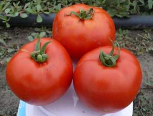 Помидоры 1504 F1 5000 семян. (Lark Seeds) Помидоры 1504 F1 5000 семян. (Lark Seeds)