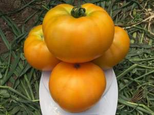 Помидоры Мир Сан F1 500 семян. (Lark Seeds) Помидоры Мир Сан F1 500 семян. (Lark Seeds)