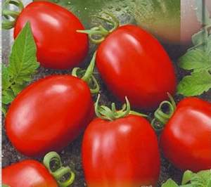 Помидоры Рио Гранде 500 г. (Lark Seeds) Помидоры Рио Гранде 500 г. (Lark Seeds)