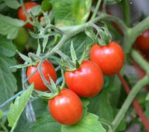 Помидоры Френзи F1 1000 семян. (Lark Seeds) Помидоры Френзи F1 1000 семян. (Lark Seeds)