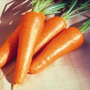Морковь Ред Коред 0,5 кг. (Lark Seeds) Морковь Ред Коред 0,5 кг. (Lark Seeds)