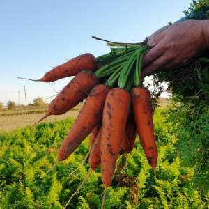 Морковь Йорк F1 (2-2,4мм) 25 000 семян. (Lark Seeds) Морковь Йорк F1 (2-2,4мм) 25 000 семян. (Lark Seeds)