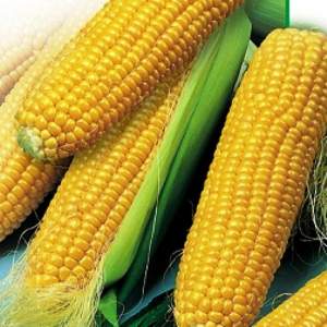 Кукуруза 3517 F1 25 000 семян. (Lark Seeds) Кукуруза 3517 F1 25 000 семян. (Lark Seeds)