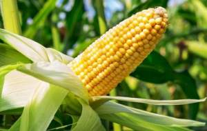 Кукуруза Уокер F1 2500 семян. (Lark Seeds)