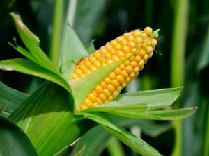 Кукуруза 1708 F1 2500 семян. (Lark Seeds) Кукуруза 1708 F1 2500 семян. (Lark Seeds)