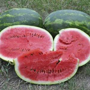 Арбуз Юмми F1 1000 семян. (Lark Seeds)з Арбуз Юмми F1 1000 семян. (Lark Seeds)з