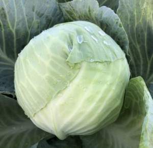 Капуста Фанси F1 2500 семян. (Lark Seeds) Капуста Фанси F1 2500 семян. (Lark Seeds)