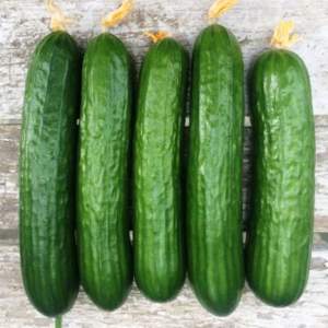Огурец Базис F1 100 семян. (Lark Seeds) Огурец Базис F1 100 семян. (Lark Seeds)