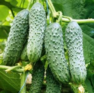 Огурец ЗКИ-104 F1 250 семян. (Lark Seeds) Огурец ЗКИ-104 F1 250 семян. (Lark Seeds)