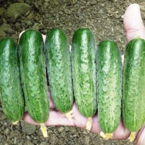 Огурец Стингер F1 250 семян. (Lark Seeds) Огурец Стингер F1 250 семян. (Lark Seeds)