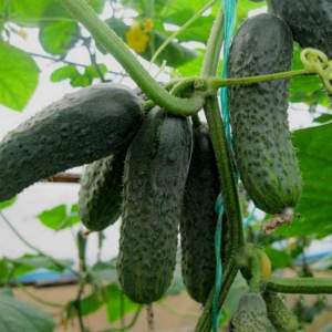 Огурец Каролина F1 1000 семян. (Lark Seeds) Огурец Каролина F1 1000 семян. (Lark Seeds)
