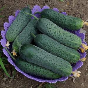 Огурец Уникум F1 100 семян. (Lark Seeds) Огурец Уникум F1 100 семян. (Lark Seeds)