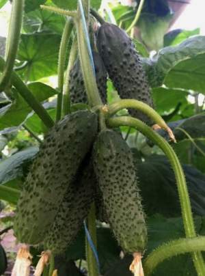 Огурец Уникум F1 1000 семян. (Lark Seeds) Огурец Уникум F1 1000 семян. (Lark Seeds)
