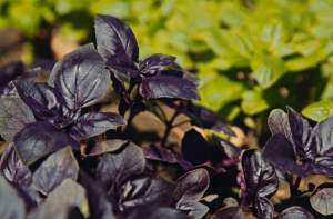 Базилик Виолет Кинг F1 50г (Lark Seeds) Базилик Виолет Кинг F1 50г (Lark Seeds)
