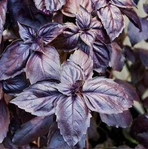 Базилик Виолет Кинг F1 500г (Lark Seeds) Базилик Виолет Кинг F1 500г (Lark Seeds)