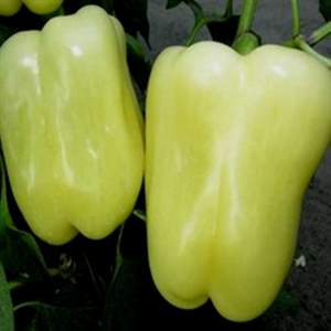 Перец Бриллиант F1 500 семян. (Lark Seeds) Перец Бриллиант F1 500 семян. (Lark Seeds)