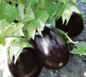 Баклажаны Чемодан F1 1000 семян. (Lark Seesd)