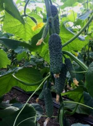 Огурец 14015 F1 100 семян. (Lark Seeds) Огурец 14015 F1 100 семян. (Lark Seeds)