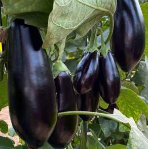 Баклажаны Визирь F1, 500 семян. (Yuksel Seeds) Баклажаны Визирь F1, 500 семян. (Yuksel Seeds)
