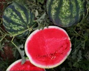 Арбуз Биант F1 1000 семян. (Yuksel Seeds) Арбуз Биант F1 1000 семян. (Yuksel Seeds)