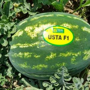 Арбуз Хилон (Уста) F1 1000 семян. (Yuksel Seeds) Арбуз Хилон (Уста) F1 1000 семян. (Yuksel Seeds)