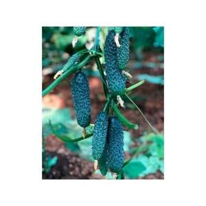 Огурец Милисимо F1 500 семян. (Yuksel Seeds) Огурец Милисимо F1 500 семян. (Yuksel Seeds)