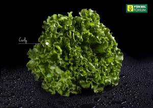 Салат батавия Кюрли 5000 семян. (Yuksel Seeds) Салат батавия Кюрли 5000 семян. (Yuksel Seeds)