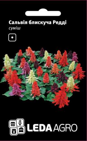 Сальвия Редди F1 блестящая смесь 10 семян. L
