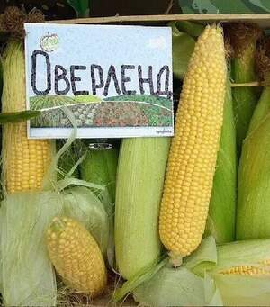 Кукуруз Оверленд F1 1 кг. (Syngenta) Кукуруз Оверленд F1 1 кг. (Syngenta)
