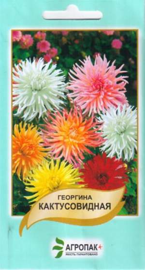 Георгина Кактусовидная 20 семян. А Георгина Кактусовидная 20 семян. А