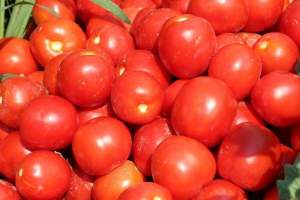 Помидоры Уно Россо F1 1000 семян. (United Genetics) Помидоры Уно Россо F1 1000 семян. (United Genetics)