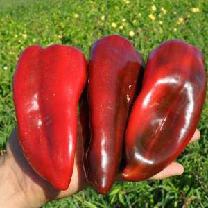 Перец Капелло F1 500 семян. (Clause)