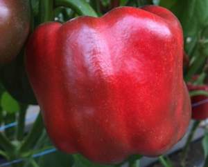 Перец Соломон F1 1000 семян. (Clause)