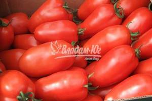 Помидоры Айдар F1 250 семян. (Clause)